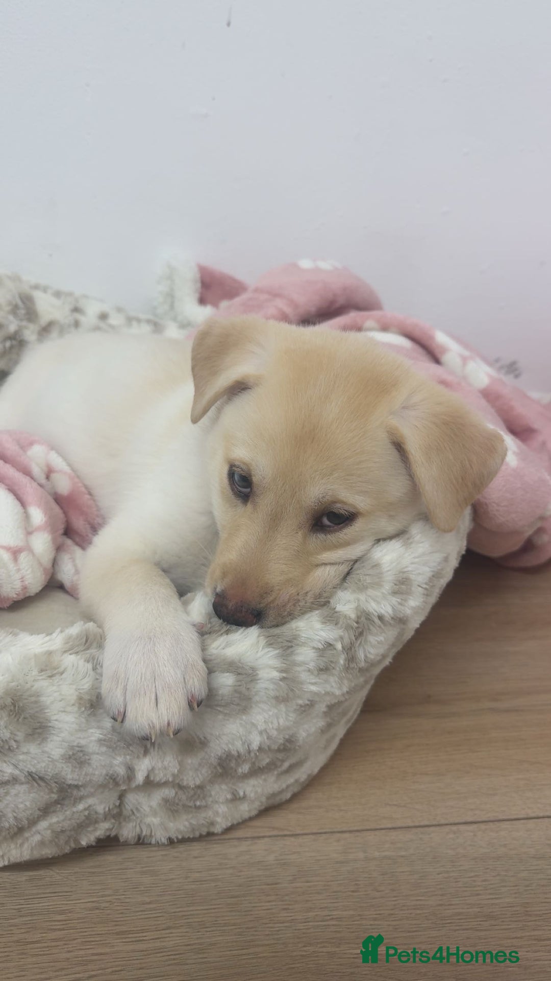 Mixed Breed dogs for sale: Labrador x husky puppy  - Advert 2
