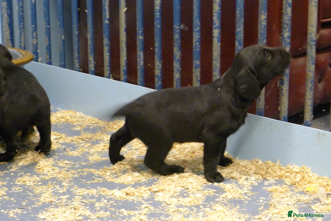 Cockerdor dogs for sale: COCKERDOR PUPS - Image 5