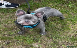 French Bulldog dogs for sale: French bulldog  - Image 17