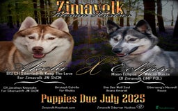 Siberian Husky dogs for sale: Kc Registered Agouti Male Puppy - Image 2