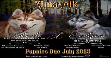 Siberian Husky dogs - Advert 6