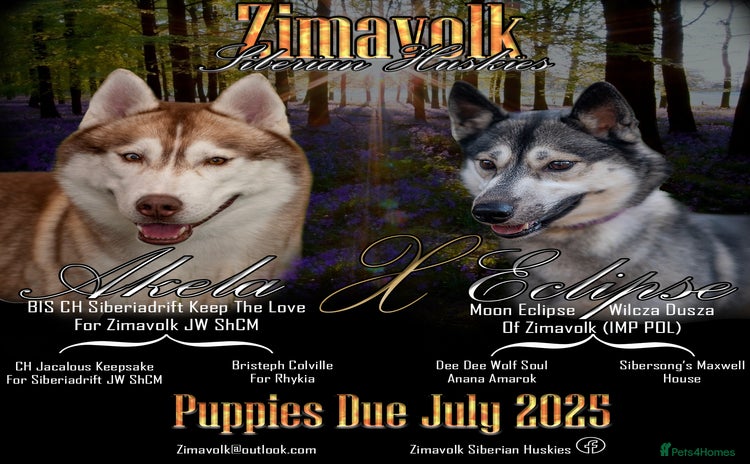 Siberian Husky dogs - Advert 1
