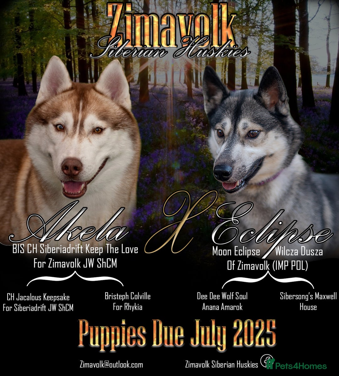 Siberian Husky dogs for sale: Kc Registered Agouti Male Puppy - Image 2