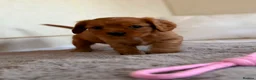 Cavalier King Charles Spaniel dogs for sale: Gorgeous Cavalier King Charles Puppies! - Advert 34