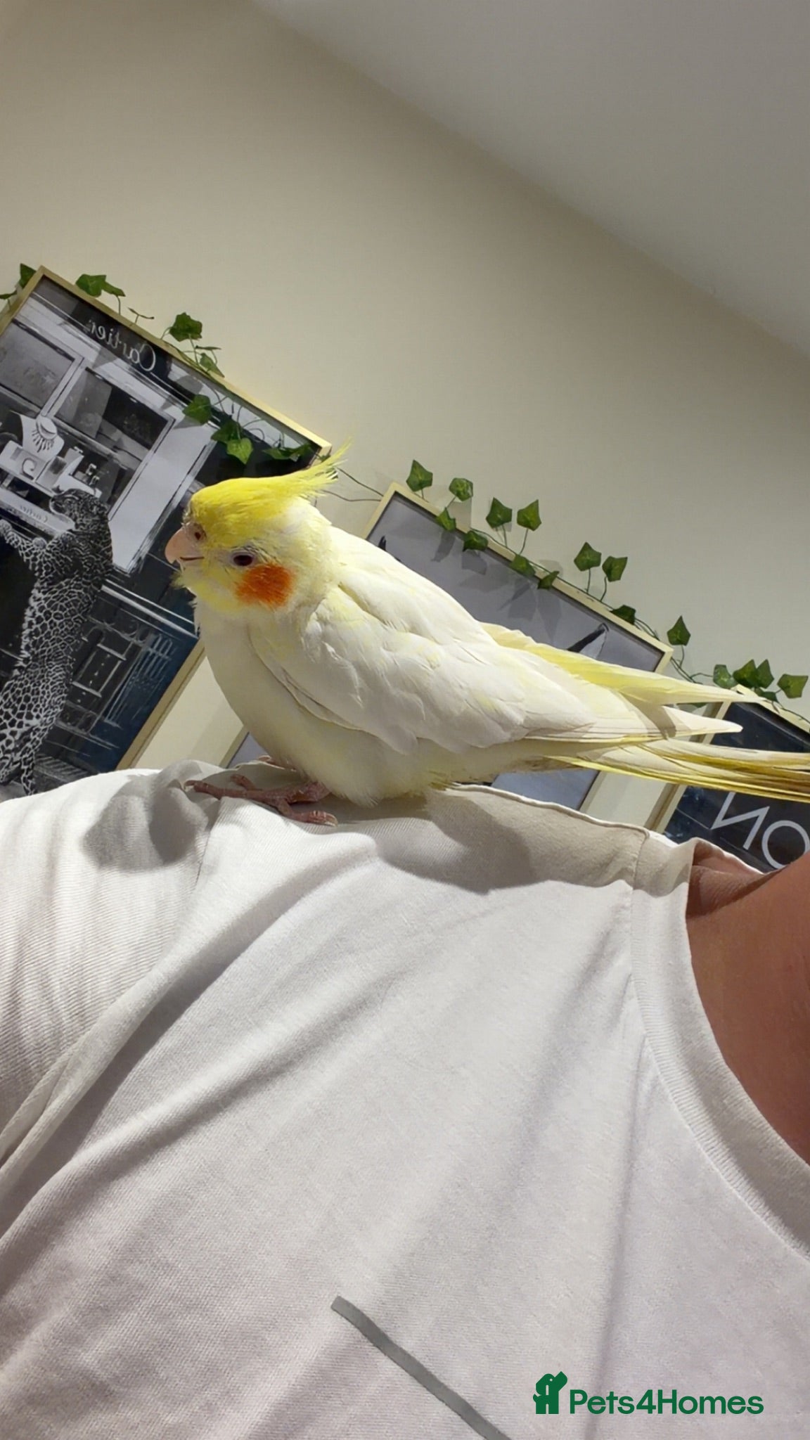 Cockatiels birds Beautiful hand tame cockatiel - Advert 1