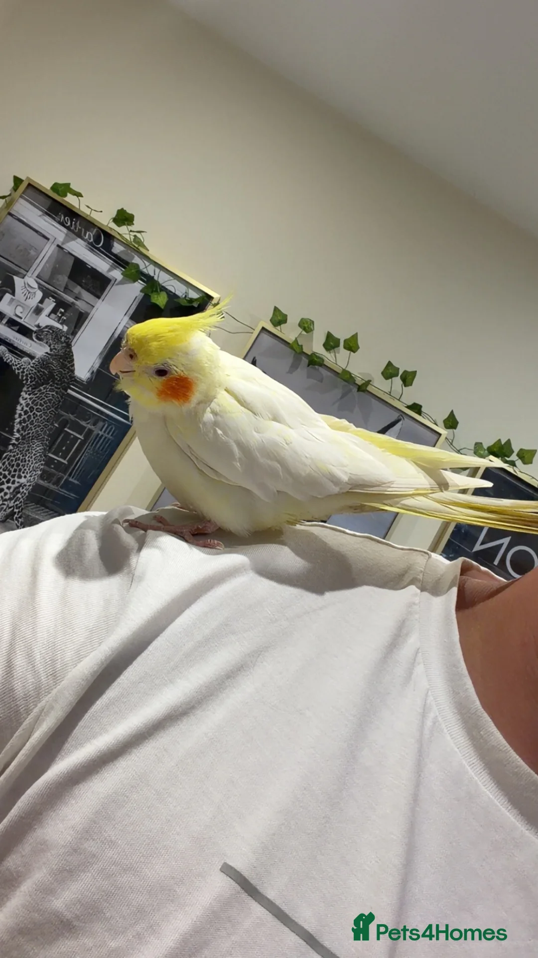 Cockatiels birds for sale: Beautiful hand tame cockatiel in Manchester - Advert 1