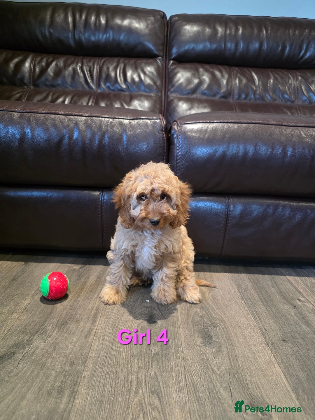 Cockapoo dogs for sale:  Adorable cockapoo pups ready to go 🐶 - Advert 16