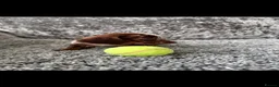 Dachshund dogs for sale: Miniature Dachshund - Advert 8