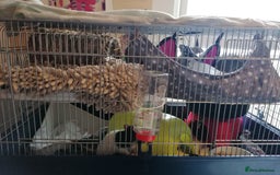 Rat rodents for sale: Free Rats with Cage etc, to good home - Image 2