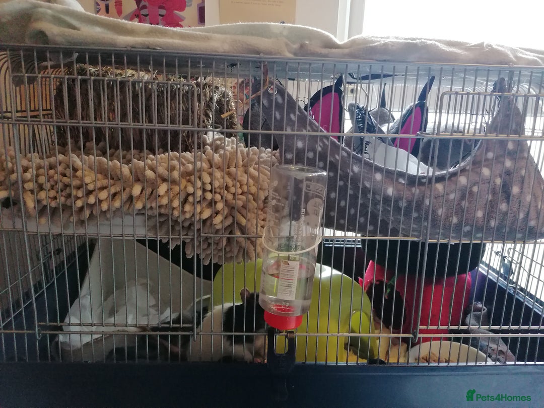 Rat rodents for sale: Free Rats with Cage etc, to good home - Image 2