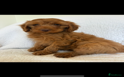 Labradoodle dogs for sale: LICENSED BREEDER F2b mini labradoodles - Image 10
