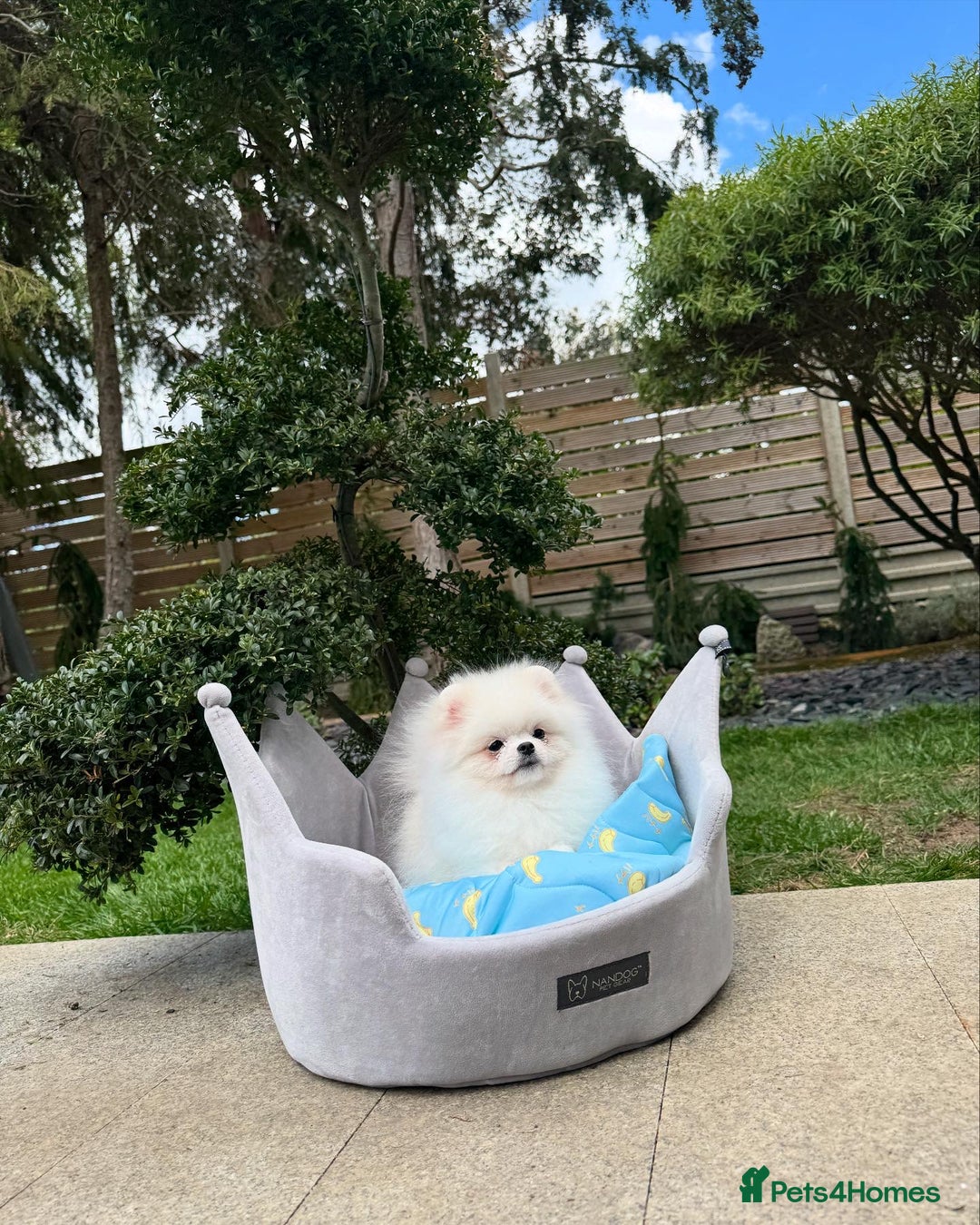 Pomeranian dogs for sale: Pomeranian Last Boy - Image 5