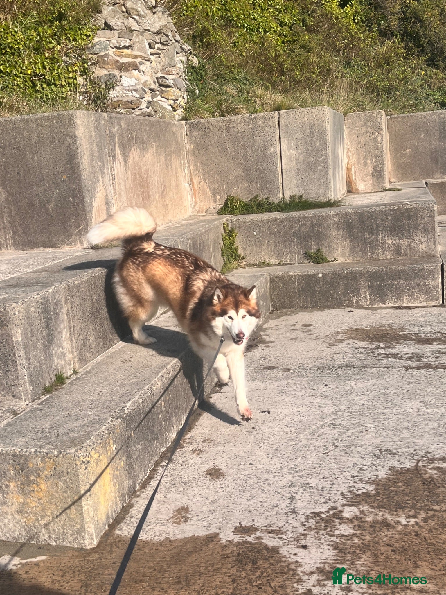 Alaskan Malamute dogs Alaskian malamute puppies  - Advert 15