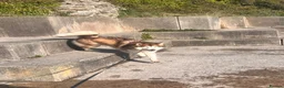 Alaskan Malamute dogs for sale: Alaskian malamute puppies  - Advert 1