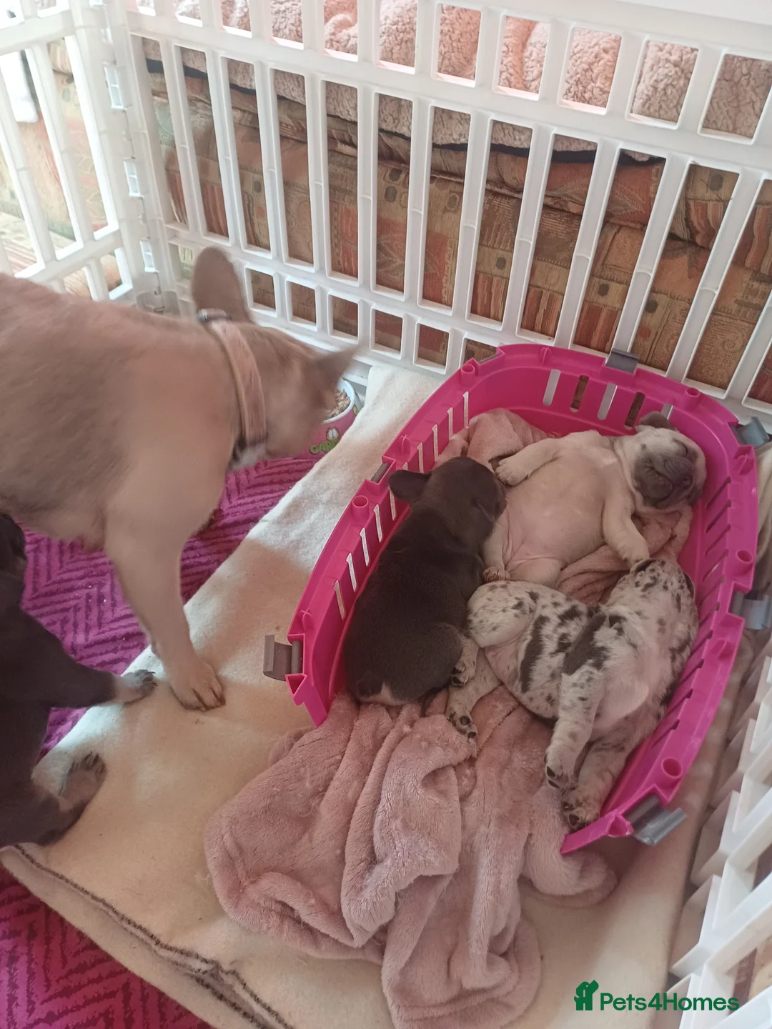 French Bulldog dogs for sale: 3 beautiful pups left - Advert 9