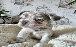 French Bulldog dogs for sale: French bulldog puppies health clear last boy in Hastings - Image 11