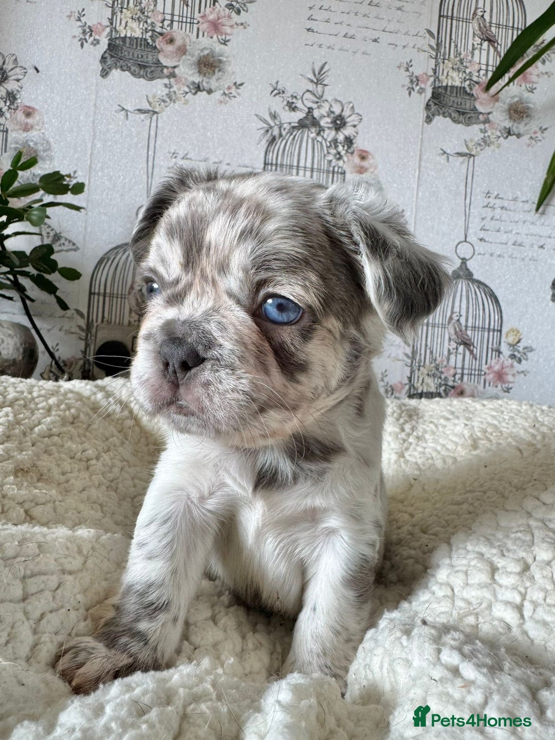 French Bulldog dogs for sale: French bulldog puppies health clear last boy in Hastings - Image 11