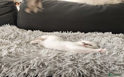 Ragdoll cats for sale: Ready Pedigree Lilac (Rare) Ragdoll Kittens - Image 12