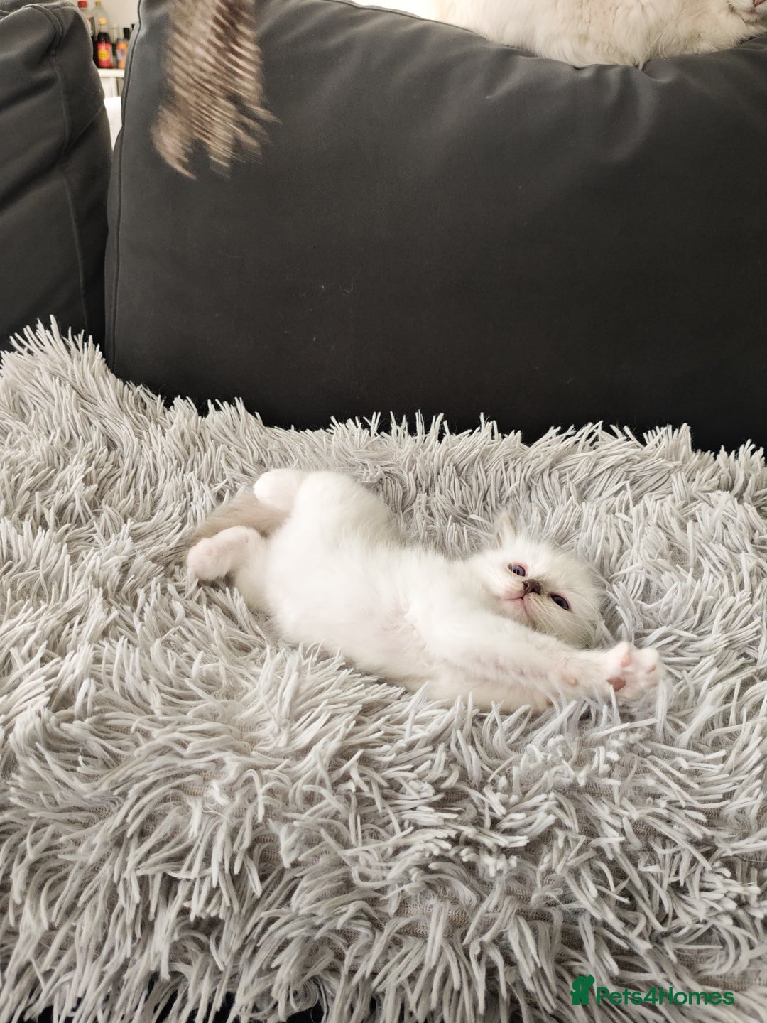 Ragdoll cats for sale: Ready Pedigree Lilac (Rare) Ragdoll Kittens - Image 12