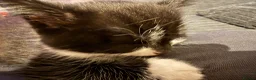 Mixed Breed cats for sale: Cute, healthy & playful kittens 7weeks in London - Advert 7