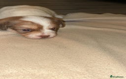 Mixed Breed dogs for sale: Puppies  - Image 1