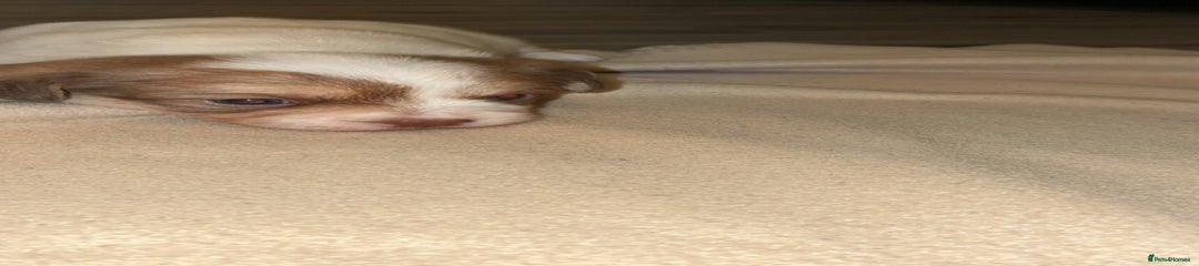 Mixed Breed Puppy 4