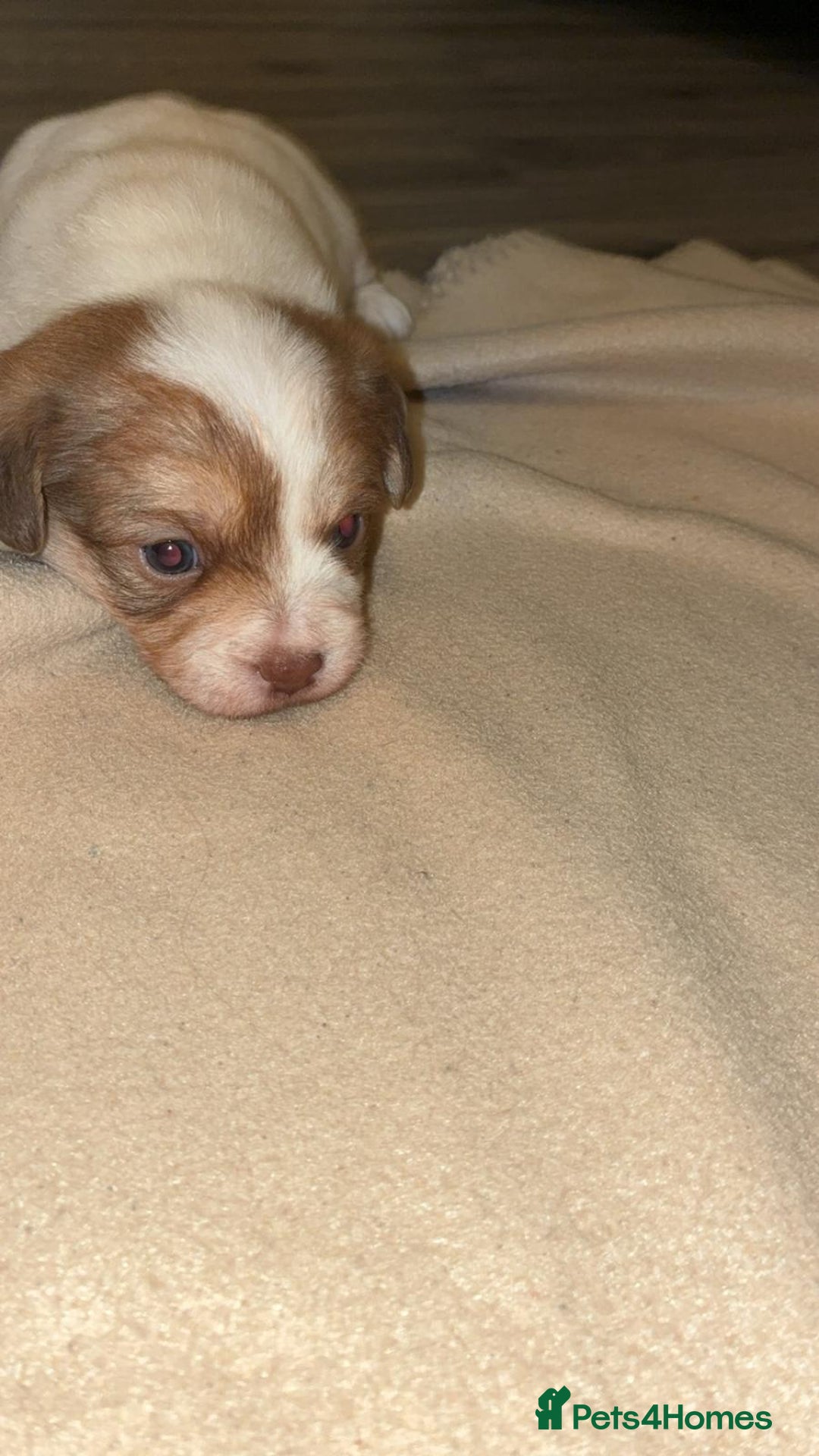 Mixed Breed dogs for sale: Puppies  - Image 1