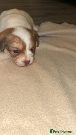 Mixed Breed dogs - Advert 3