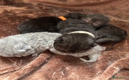 British Shorthair cats for sale: Pure British shorthair  - Image 3
