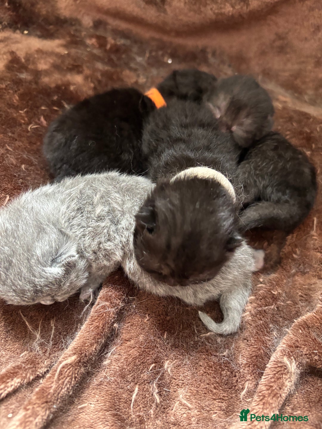 British Shorthair cats for sale: Pure British shorthair  - Image 3