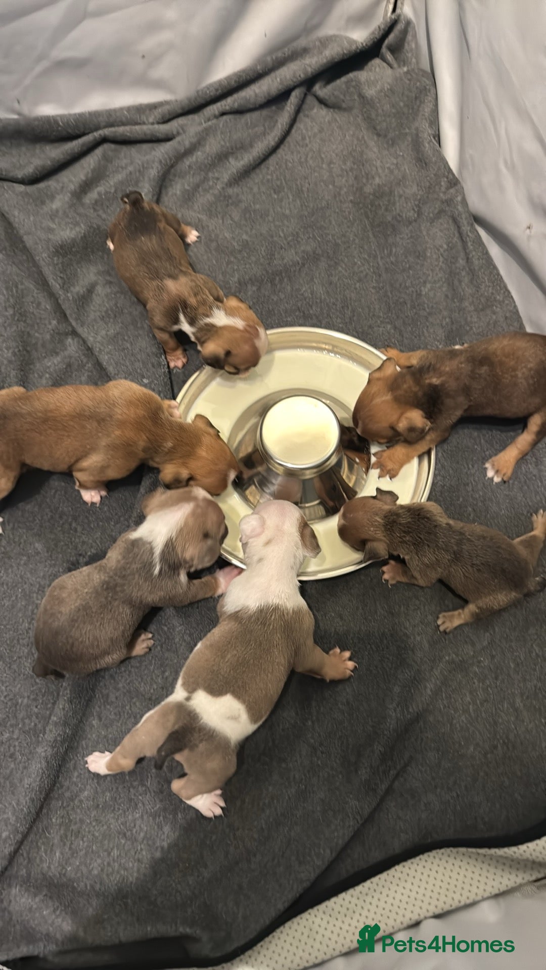 Mixed Breed dogs for sale: English Bulldog/ Olde English Bulldog - Advert 6