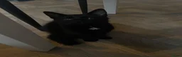 European cats for sale: Cats for sale  - Advert 8