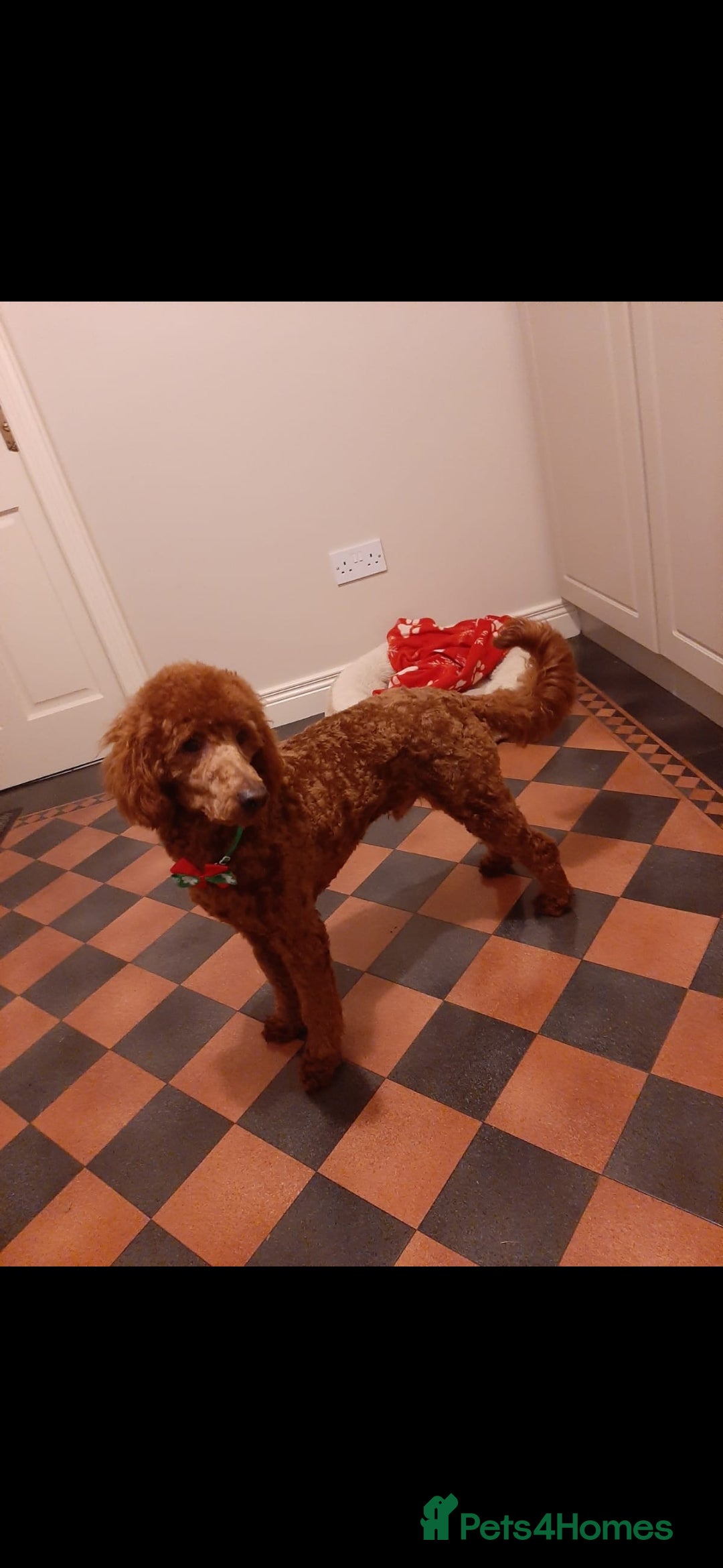 Cavapoo dogs for sale: Cavapoo pups - Advert 2