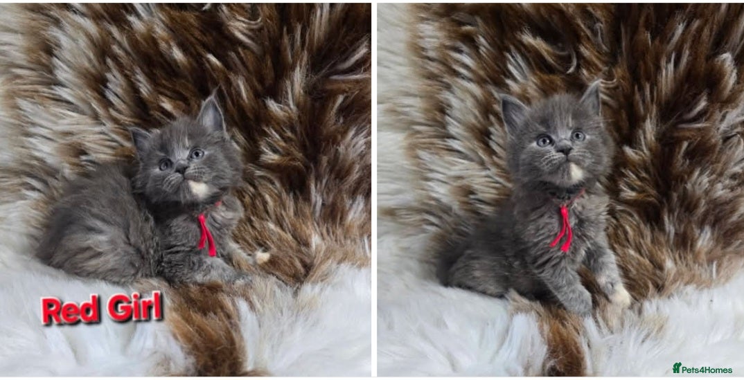 Maine Coon cats Tica Maine Coon kittens - Advert 4