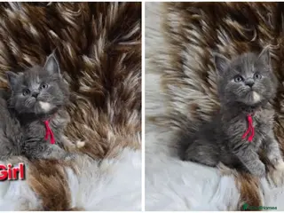Maine Coon cats Tica Maine Coon kittens - Advert 9