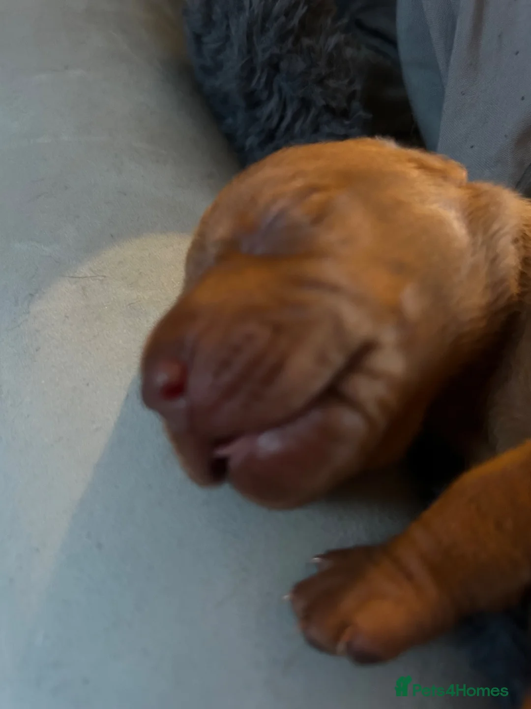 Hungarian Vizsla dogs for sale: Beautiful litter.  - Advert 2