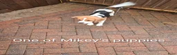 Beagle dogs for stud: Beagle for Stud - Advert 3
