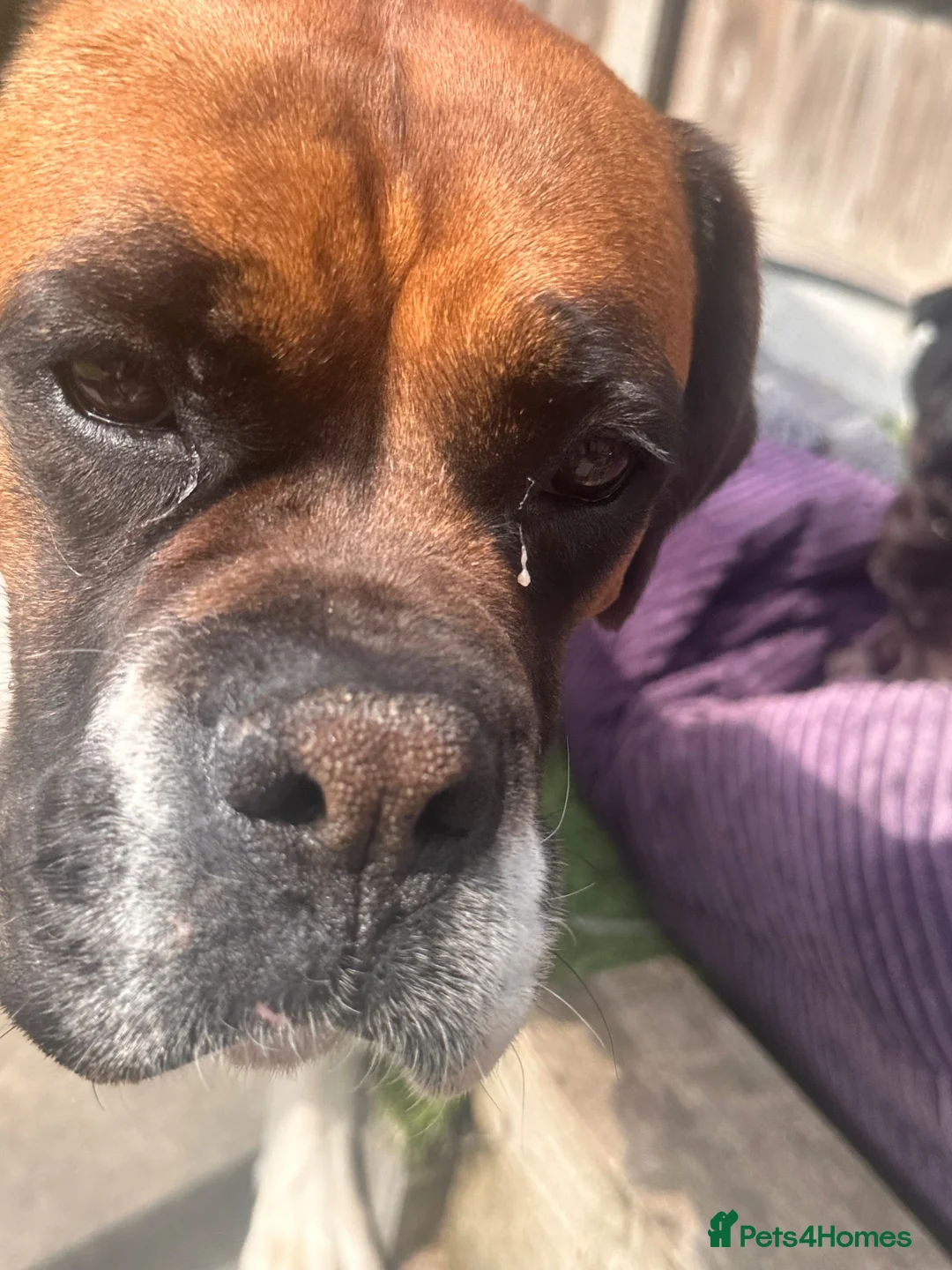 Boxer dogs for sale: Brandi  in Billericay - Advert 2