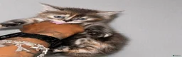 Maine Coon cats for sale: 🐾 FULLY REGISTERED PEDIGREE MAINE COON KITTENS 🐾 - Advert 18
