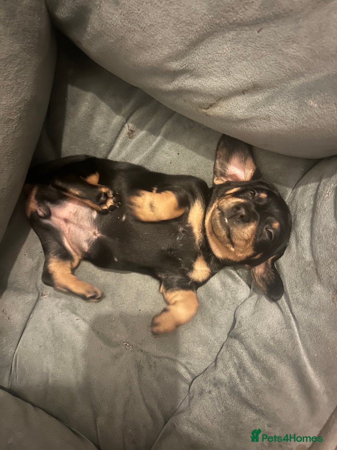 Miniature Dachshund dogs for sale: miniature dash hounds - Advert 16