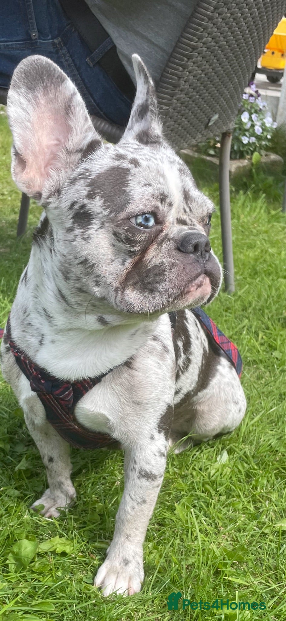 French Bulldog dogs 1 male 3 female litter  - Advert 1