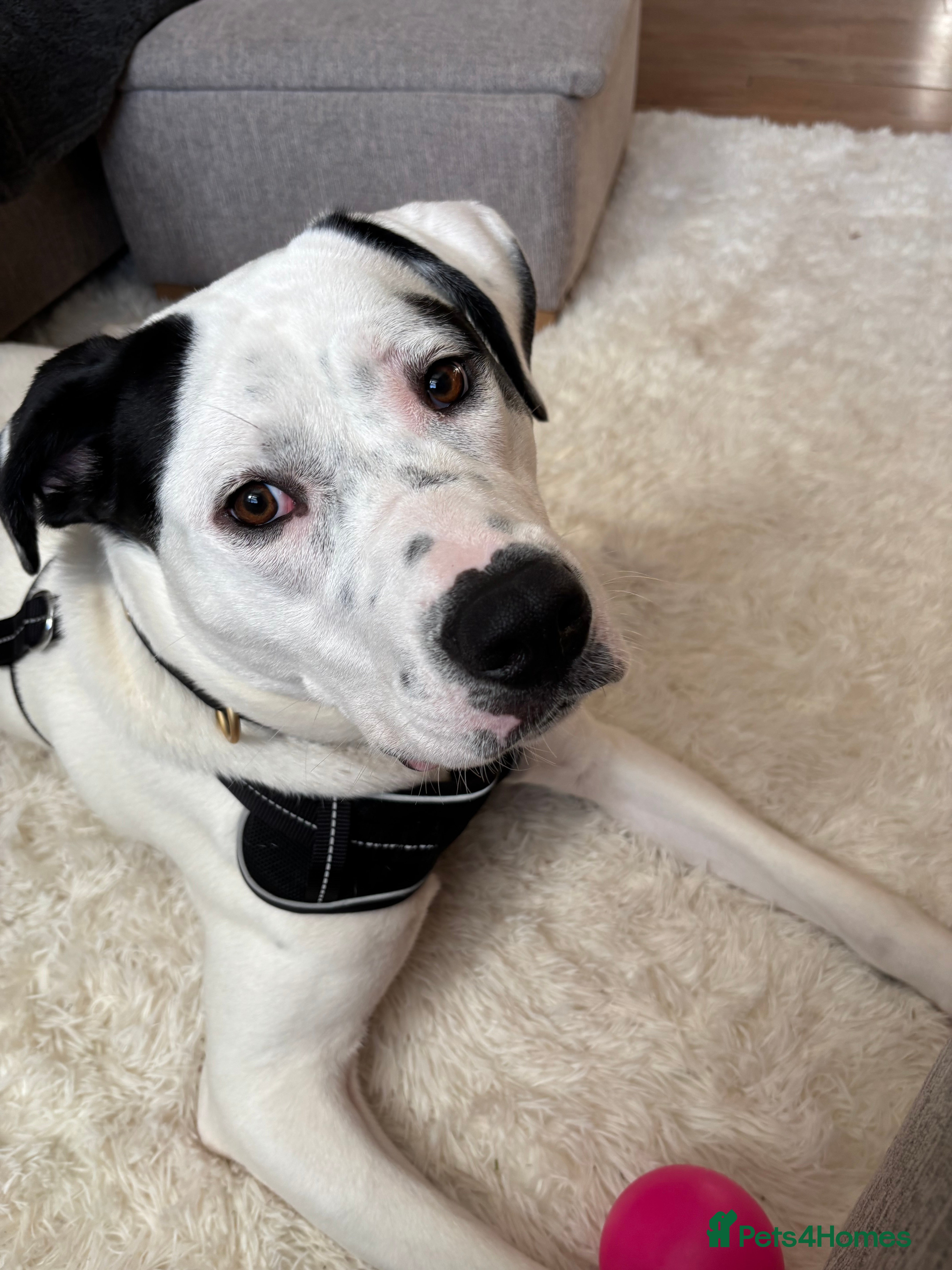 Mixed Breed dogs Needs new home asap - Advert 5