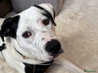 Mixed Breed dogs Needs new home asap - Advert 19