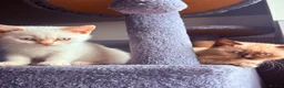 British Shorthair cats for sale: 🌟GCCF BSH Kittens Beautiful Variety of Colours 🌟 - Advert 6