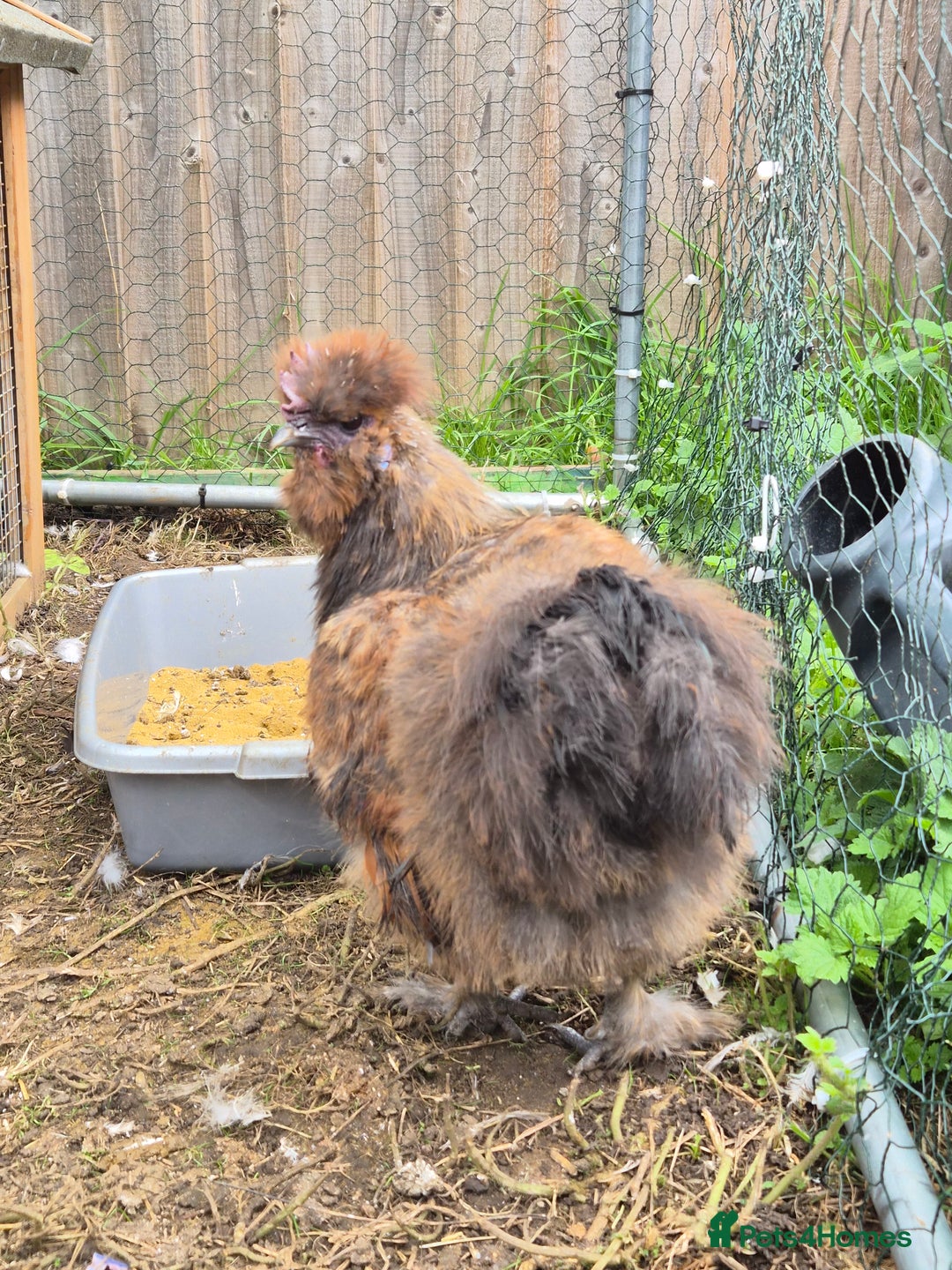 Chickens poultry for sale: Male USA Silkie cockerel  - Image 3