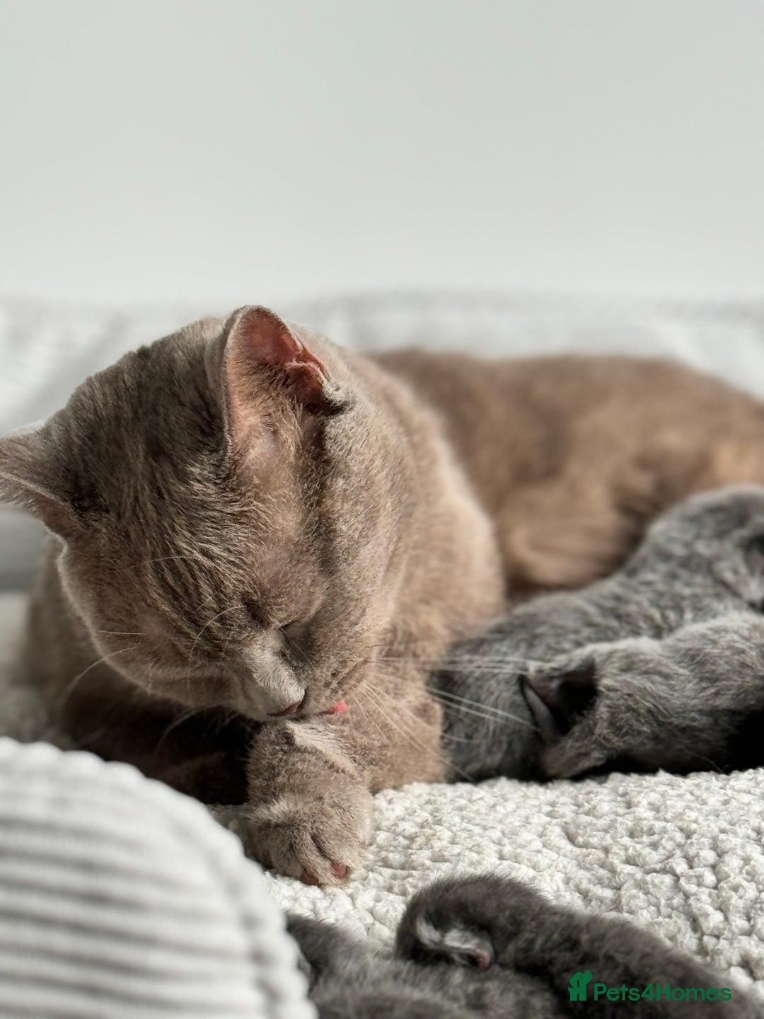 British Shorthair cats for sale: Adorable British Shorthair Kittens — READY TO GO! - Advert 20