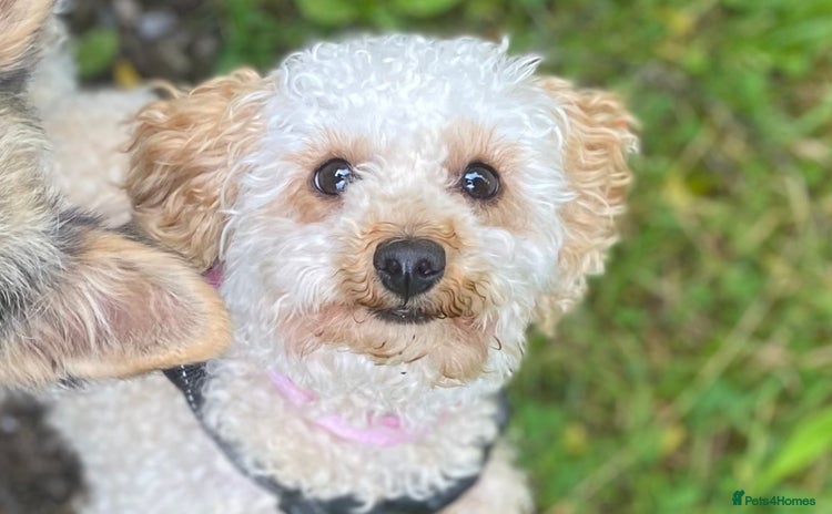 Maltipoo dogs - Advert 1