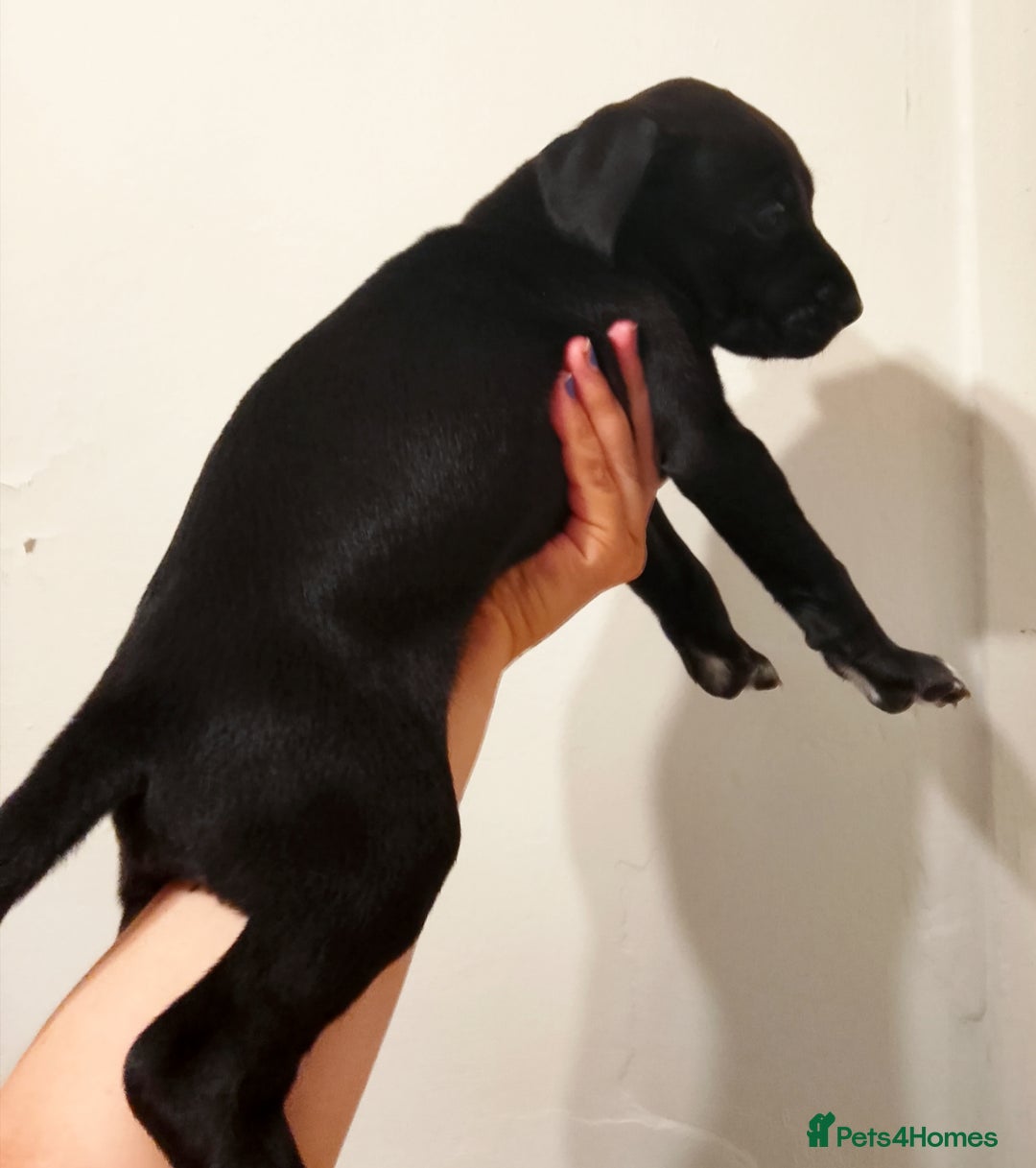 Mixed Breed dogs for sale: American Bully x Dobermann Girl REDUCED  - Image 3