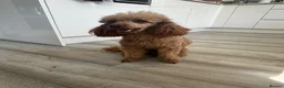 Westiepoo dogs for sale: Beautiful westiepoo puppies  - Advert 2