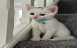 Mixed Breed cats for sale: Mixed breed white kittens  - Image 12
